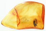 Detailed Fossil Tumbling Flower Beetle (Mordellidae) in Baltic Amber #328152-1